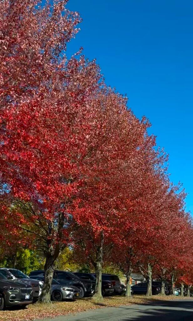 A row of trees with vibrant red leaves lines a street under a clear blue sky. Cars are parked along the road, and the ground is scattered with fallen leaves, creating a picturesque autumn scene.