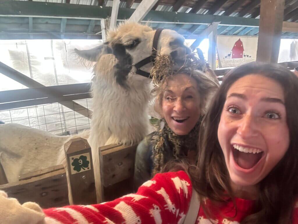 Two women smiling widely while taking a selfie inside a barn. A llama stands behind them, with hay on its muzzle. The women appear delighted and surprised. The setting is rustic, with wooden beams and a fence visible.